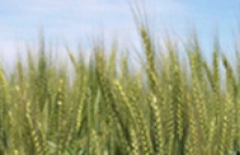 Coloquio Internacional sobre la Seguridad y la Salud en el Trabajo en Agricultura